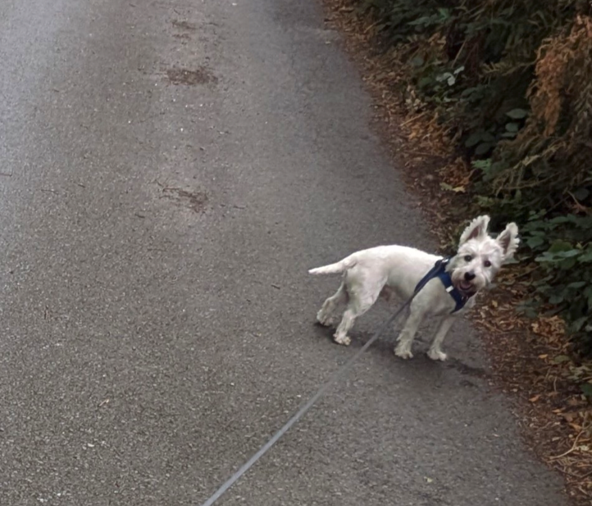 millypod1's tweet photo. MONTY HOME SAFE. THANKS FOR RT's 😊🐕🐾

🆘16 AUG 2026 #Lost Monty #ScanMe
YOUNG West Highland White Terrier Male 
Near to Granite Bridge near to air cadets hut #Okehampton #Devon #EX20 
Ran off whilst on a walk. Retraced steps but no sightings https://t.co/Y7IoDiGPN1 https://t.co/qs2D5kzW6l