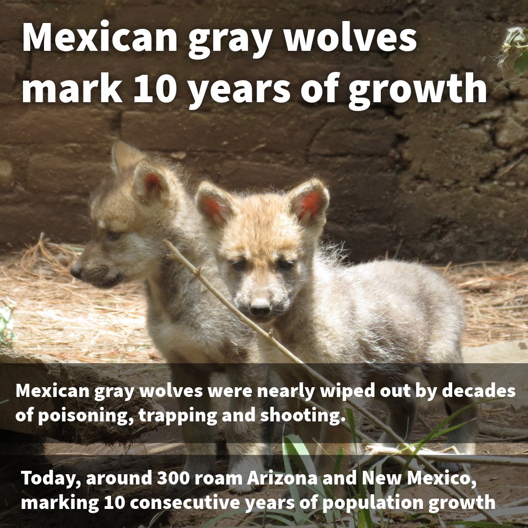 EnviroAction's tweet photo. Barking news! Here's some good news for wolves you might have missed. https://t.co/aLGmAdIPRy