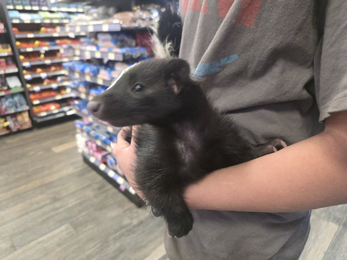 Datboi69690's tweet photo. @oralfixationhm Goodmorning. Have a picture of a pet skunk i saw. Blessed be your day 🙏 ✨️ https://t.co/2ydnftTFmB