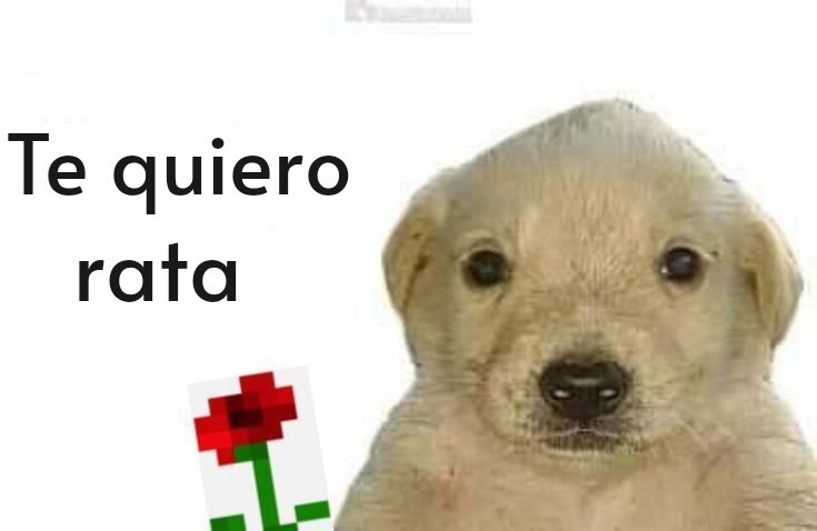 Jimmylimevil's tweet photo. Amo a mi muti que si entiende la vibra, I love you 😘 @Jky0kiut https://t.co/MLO25Bf6OA