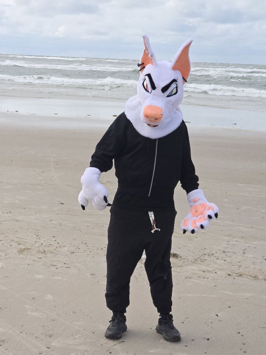 CursedDobie's tweet photo. Dogs on the beach have to be leashed, actually!!! https://t.co/D7bC3uUqlF