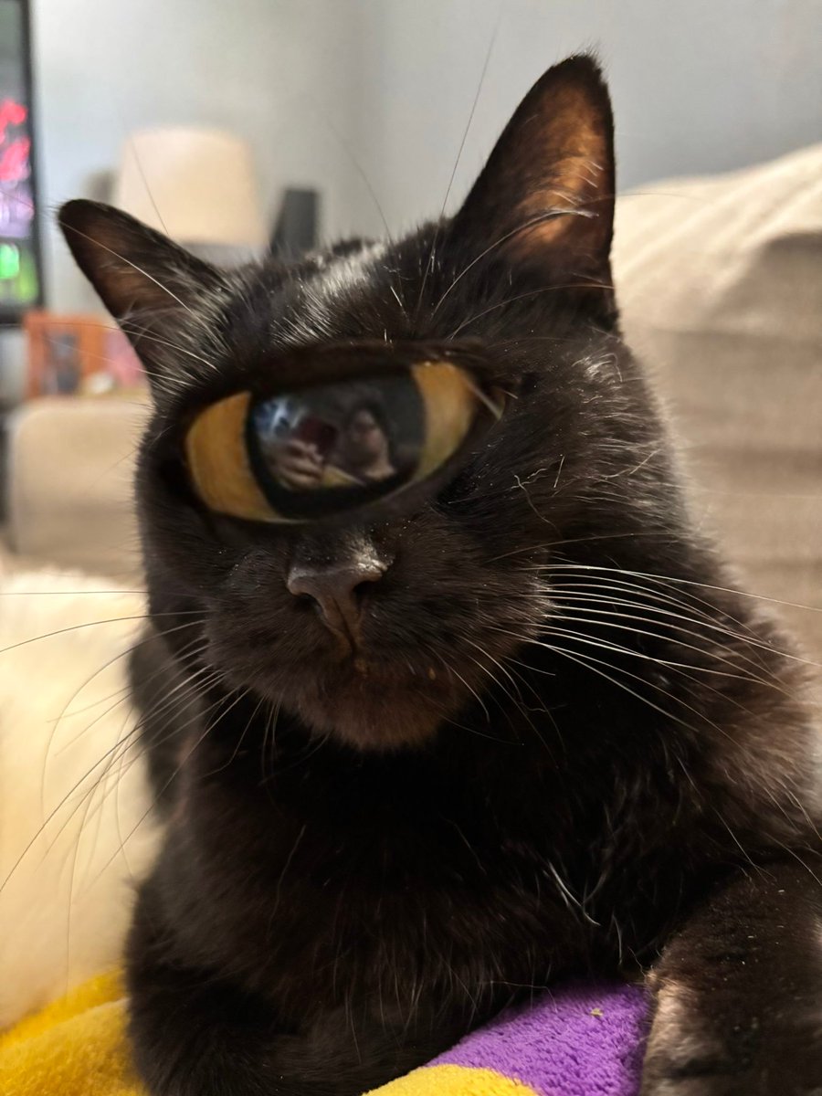 makecatsbetter's tweet photo. https://t.co/MaruFTytTD