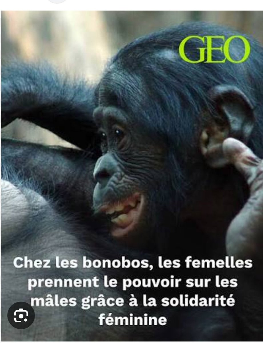 loki10681601's tweet photo. Mais qu'est ce que c'est que cette histoire? Non mais allo quoi!🤭😂😂😂
#femelles #bonobos #mâles #domination https://t.co/bmoVQWvQ8U