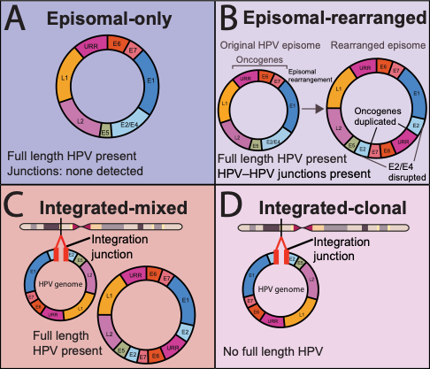 FadenLab's tweet photo. New in @CCR_AACR : we can read the physical state of the HPV genome from a tube of blood — and it's prognostic of recurrence and survival across HPV+ cancers. 🧵 https://t.co/FwOsn16yxF