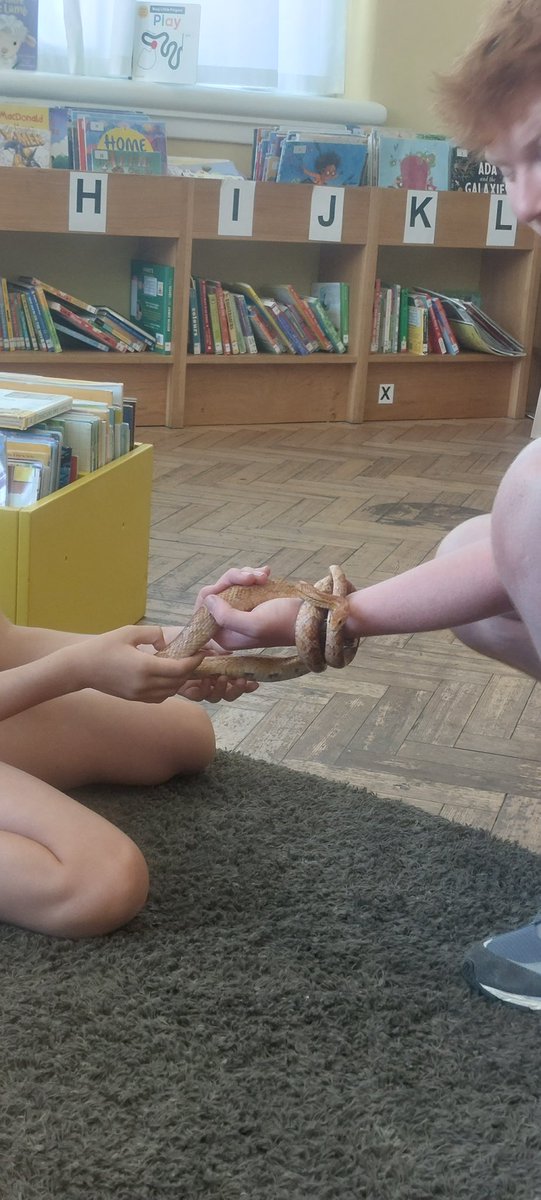 GreenwichLibs's tweet photo. Children at #PlumsteadLibrary were very brave, learning about exotic animals thanks to @ZooLabUK! We learnt about the different species and their preferred environments, foods and more — thank you for coming! 🕷️🐍🐌 #LoveYourLibrary https://t.co/Yq1yRazjxs