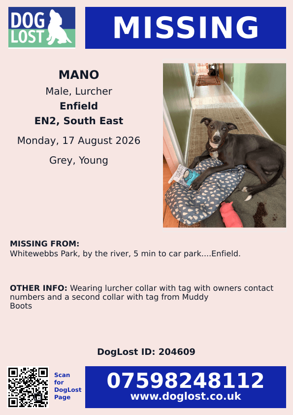 millypod1's tweet photo. 🆘17 AUG 2026 #Lost Mano #ScanMe
YOUNG Lurcher Male
Whitewebbs Park, by the River, 
5 min to car park #Enfield #EN2 North London #London
https://t.co/KAiaX3FI2Q https://t.co/SHYJ0RLdCC