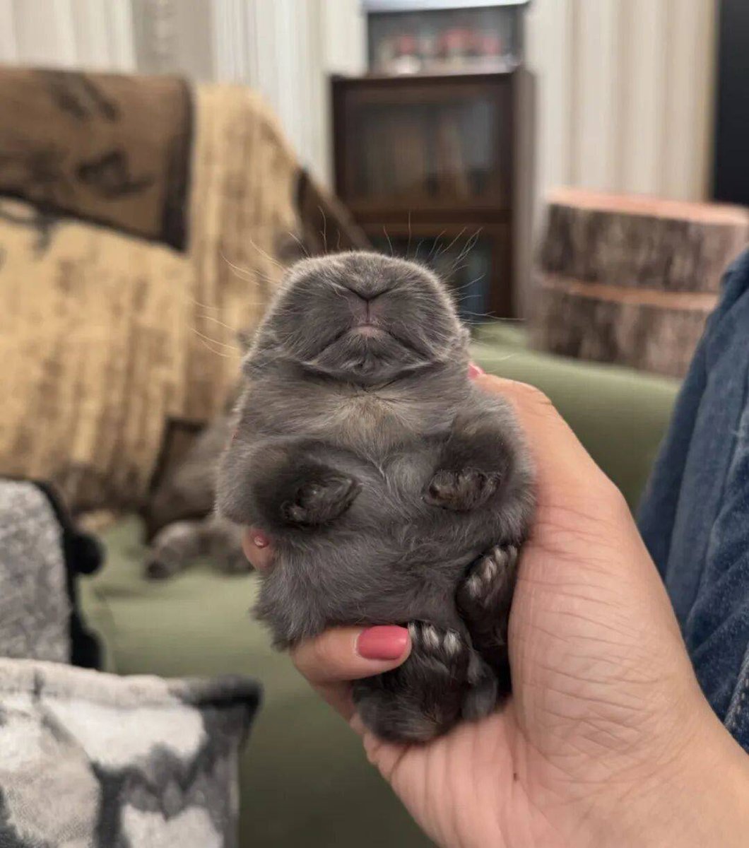 Chelsie487714's tweet photo. My little furball mastered sitting and high-fived me today—best morning win ever!  Can’t stop grinning at this tiny milestone. https://t.co/LvL3Zmxbdz