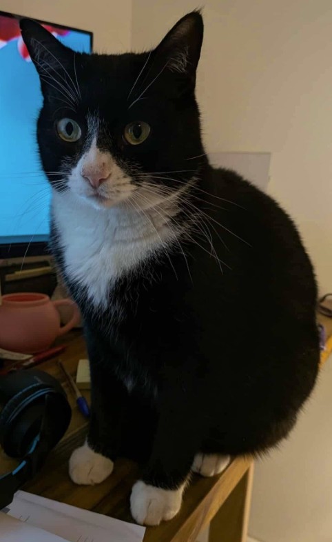 MissingTarn81's tweet photo. 17.08.26 Perdu chat noir/blanc à Lagrave. "Diego". Pucé. Contact : https://t.co/5UmPsV67hm #Tarn https://t.co/wR6t2cE338
