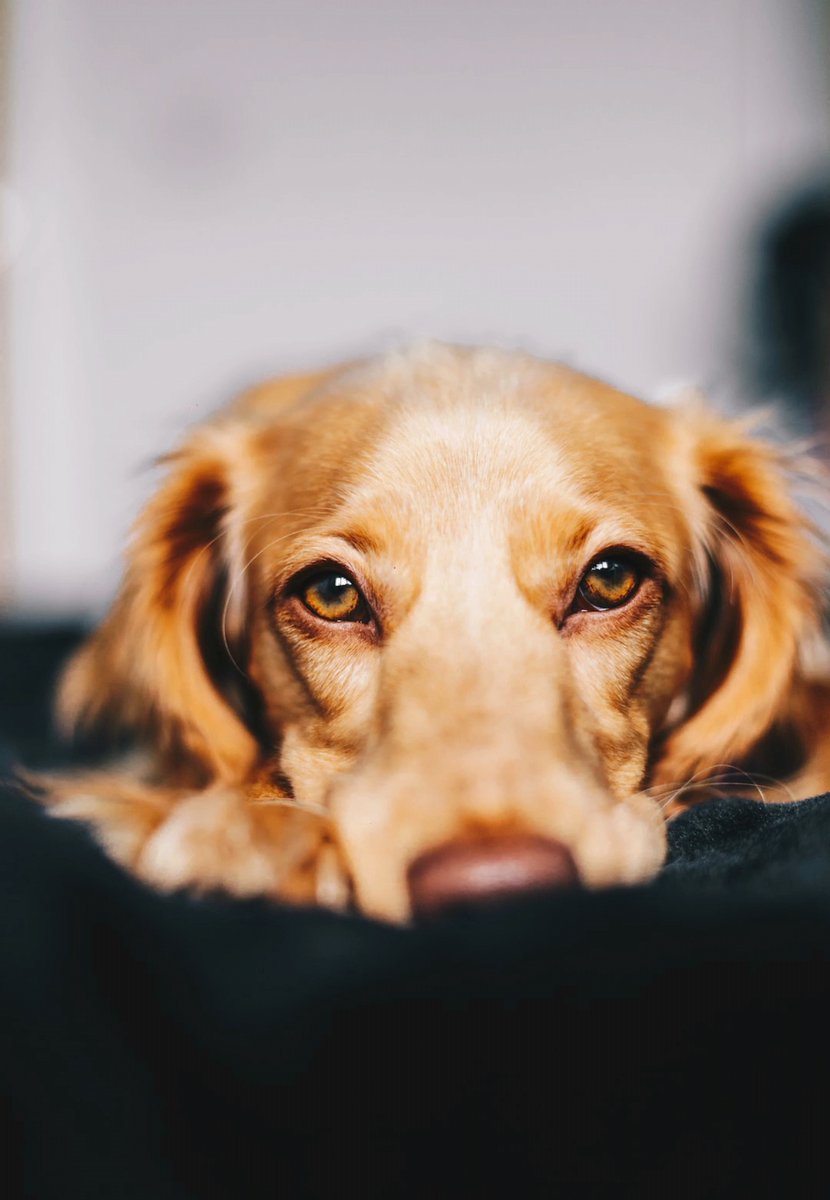 FullEnjoy7's tweet photo. Nothing beats the quiet joy of coming home to your pup’s wagging tail after a long day!  #PetLove https://t.co/Myae57aiZg