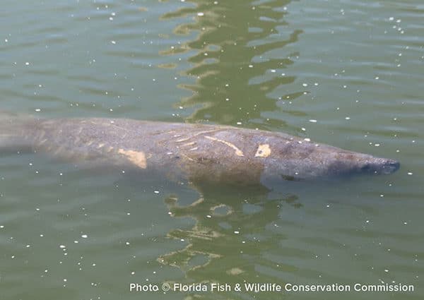 savethemanatee's tweet photo. Featured manatee adoptee: Flicker!
Flicker is an adult female first documented in 1983 in Ft. Myers. She has a series of small propeller scars that remind researchers of flickering flames. Learn more about Flicker and adopt her at https://t.co/mkJ0zjATTV https://t.co/ba7JffRiQR