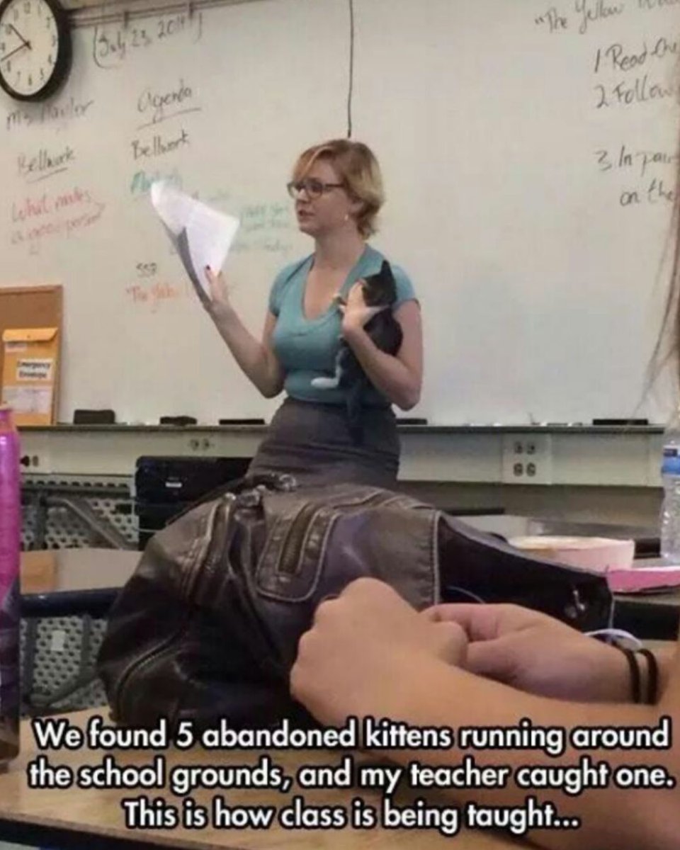 Memedroid's tweet photo. That is a great teacher
#cats #memes #wholesome #class #funny https://t.co/NvCeob5gTU