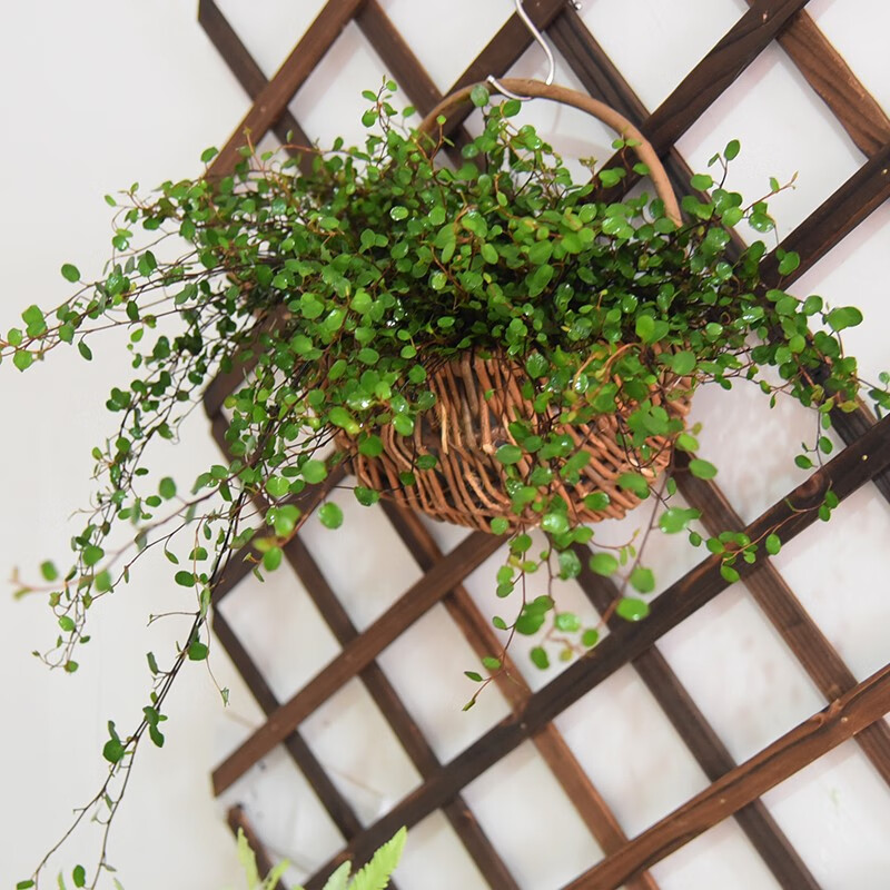 ShymaNur's tweet photo. My first DIY macramé plant hanger!  Took 2 hours to tie the knots, but seeing my pothos hang nicely makes all the effort worth it. Who else loves small home DIY projects https://t.co/CUkgVvNFD3