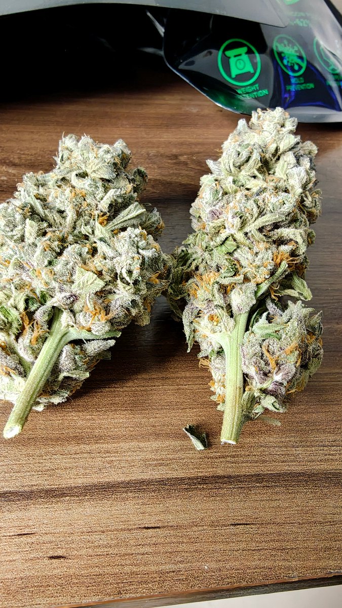 aparoaspontas's tweet photo. Muita gente se pergunta se vale a pena começar a plantar. Eu também me fazia essa pergunta, o custo do tratamento com cannabis costuma ser proibitivo.

Montei uma tenda e fiz um ciclo de cultivo mineral com 6 plantas, quantidade que, teoricamente, não se enquadra como tráfico. Estudei por vídeos no YouTube disponibilizados de formas gratuitas por outros growers, um agradecimento especial à Cultlight e ao Jardim HG (recomendo ambos profundamente).

Da germinação ao fim da secagem foram exatos 120 dias. O custo final ficou em R$ 15,05 por grama: metade do menor preço praticado pelas associações, com qualidade superior. Flor nesse padrão costuma passar de R$ 60,00 a grama.

Não é fácil: exige muito estudo e tempo. E também não é barato, segue elitizado, ainda que facilite bastante produzir o próprio medicamento.

Importante: não é o método mais barato, mas foi o que melhor se encaixou pra mim, cerca de 100 g por mês de ciclo, dois ciclos por ano e tenho meu consumo do ano inteiro.

No cultivo mineral, minha impressão é que investimento e rendimento andam de forma linear: dá pra investir metade e produzir metade.