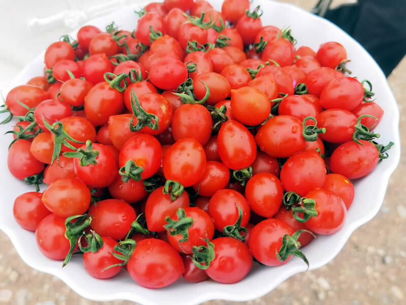 Loubaca5's tweet photo. Just tried the new organic cherry tomatoes from the local farm—burst with sun-ripened sweetness, zero sour aftertaste, perfect for quick salads! https://t.co/qqbP8aHzTW