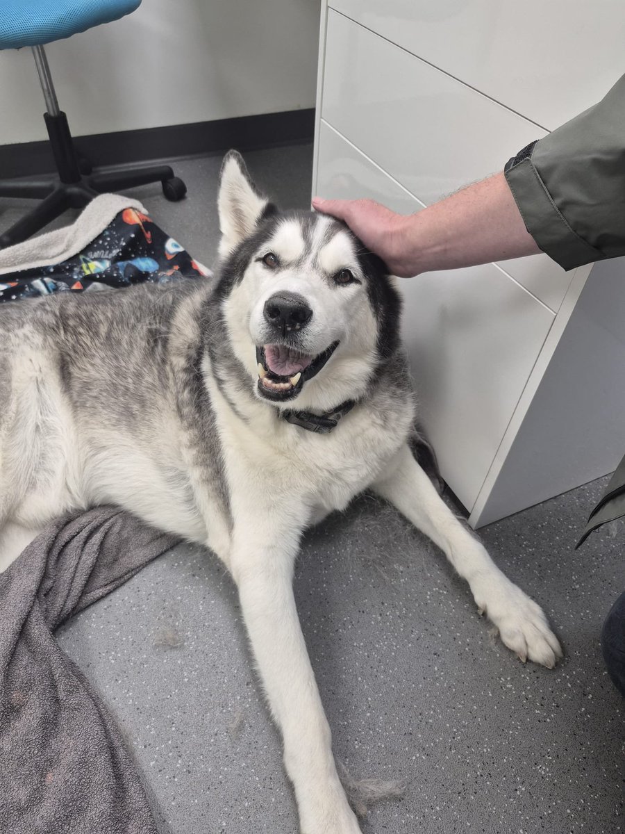 AndySeddon74's tweet photo. 12/8/26, one last photograph of our big gorgeous boy Jasper, on his final day with us 💔 It's taken me 5 days to be able to look at it. His legs failed him eventually, but his smile stayed with him until the end  ☀️🌈 https://t.co/mKyaE7OHlo