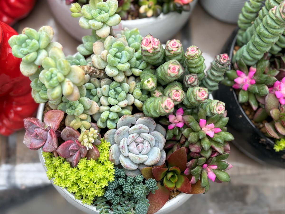 RDZpronoss's tweet photo. Just finished a DIY concrete planter for my succulents! Poured the mix into a thrifted silicone mold, added tiny pebbles on top, and now my little plants have a new cozy home. Low-effort, high-reward weekend project https://t.co/milsxygww8