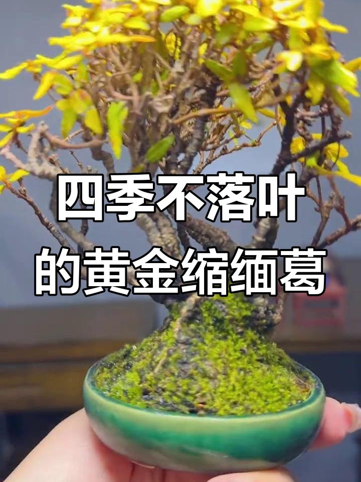 MikelCopsehoxp's tweet photo. Pro tip for your pothos! Keep soil slightly moist (not soggy) u0026 place in bright indirect light → new lush leaves will pop in no time. Let it trail or climb—your call! #PlantCareTips https://t.co/KdKmUOJKES