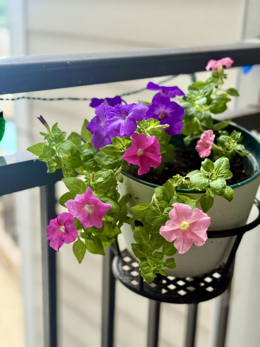 anu2000m's tweet photo. Pinks &amp; Purple for #MagentaMonday 
The last week of #SummerVacay 🥹
Wasn’t it June last week?! 

#Monday #Summer #SummerBreak #Summer2026 #Petunia #Gardening #SummerDays 🔄 https://t.co/ggaOq5n2ut