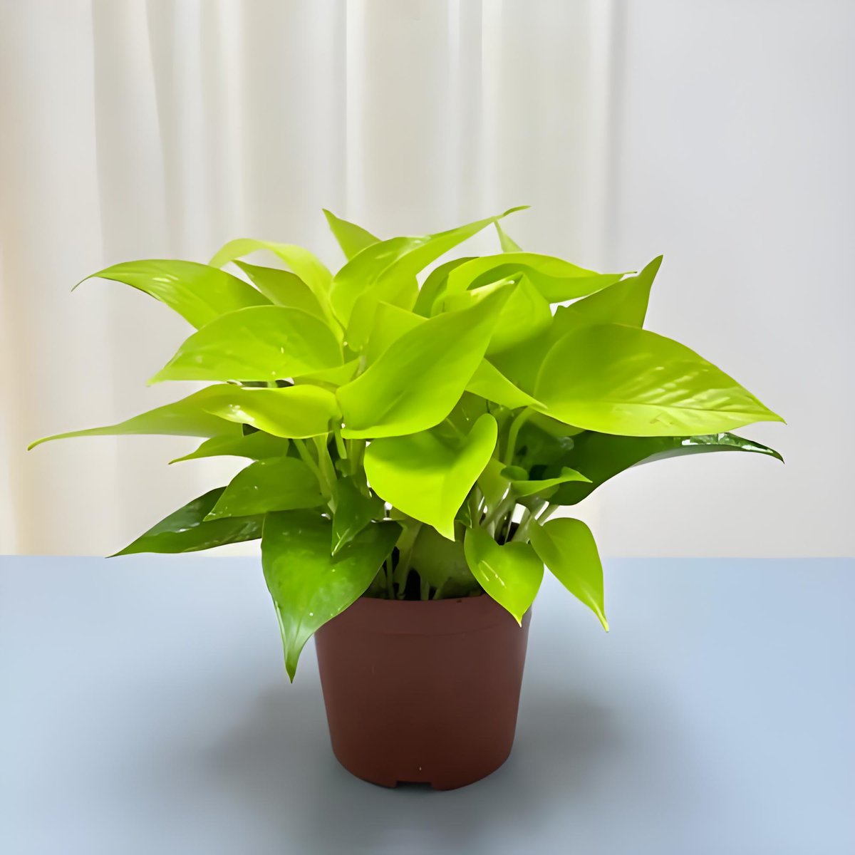 yamnimae_walker's tweet photo. [Pro tip for your pothos! Keep its leaves dust-free and rotate it weekly for even growth  #PlantCare]， https://t.co/jnSAfJ2g8v