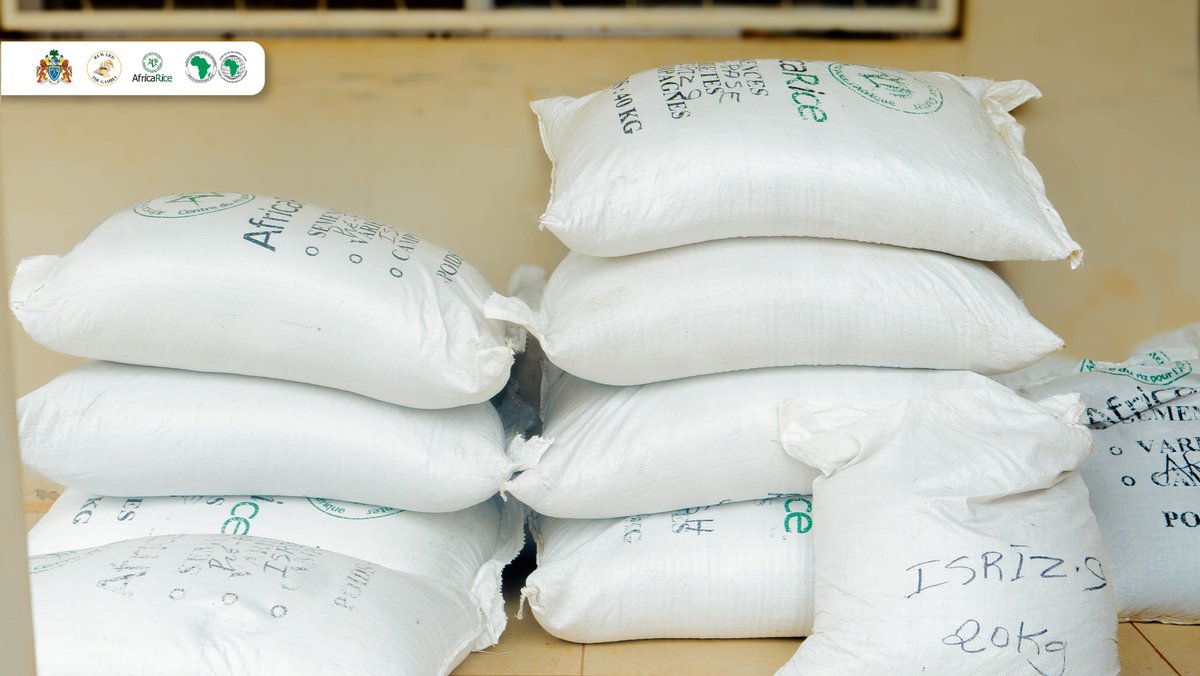 RewardGambia's tweet photo. REWARD – The Gambia has handed over quality rice seeds to NARI and NSS to strengthen the national seed system and boost rice production.

NARI received breeder and hybrid seeds, while NSS received 5MT of foundation seeds.
@AfDB_Group https://t.co/XaOrV5nvug