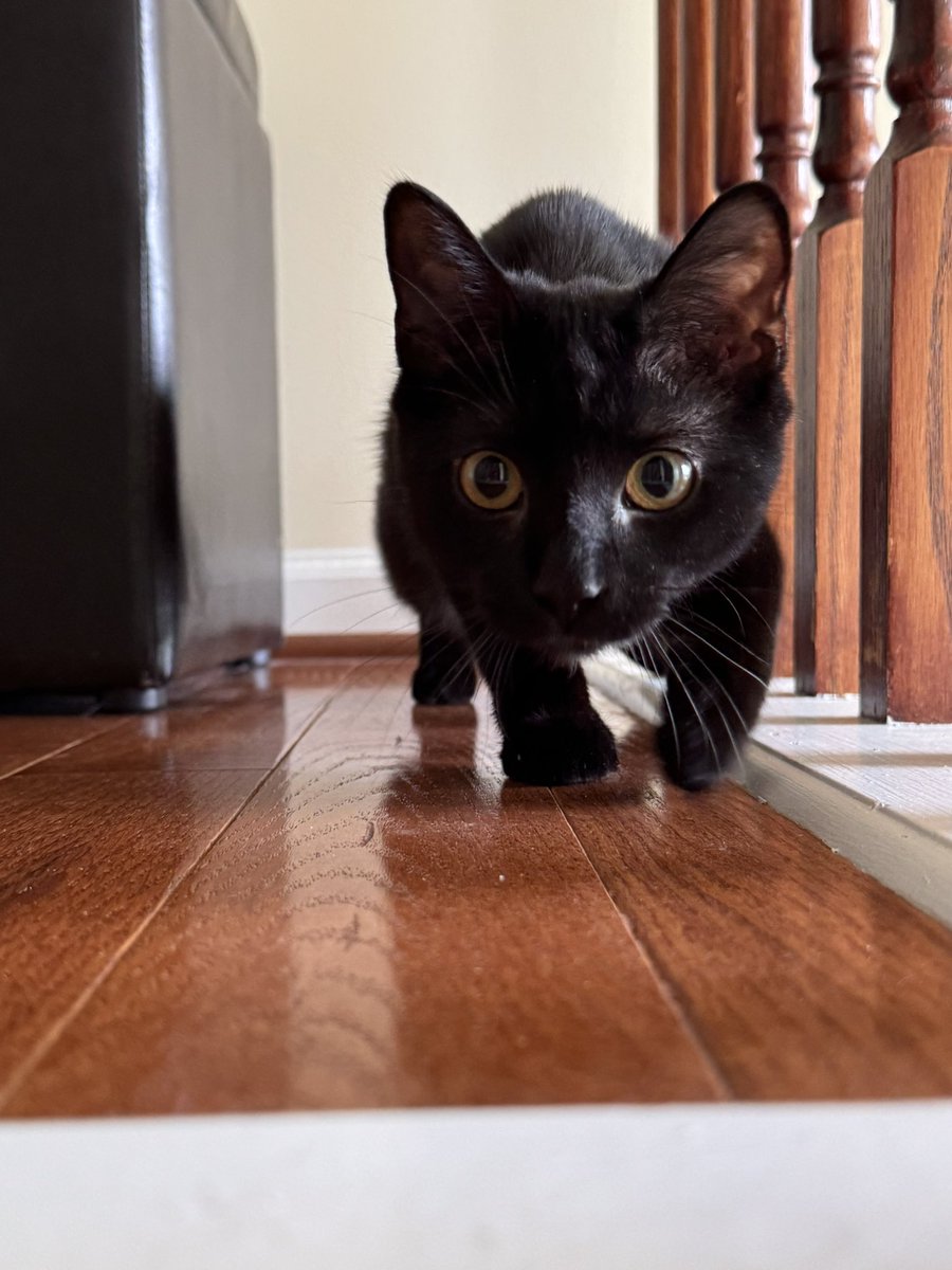 krilixe's tweet photo. Rowena My Baby Kitty https://t.co/DIVI0hVx5A