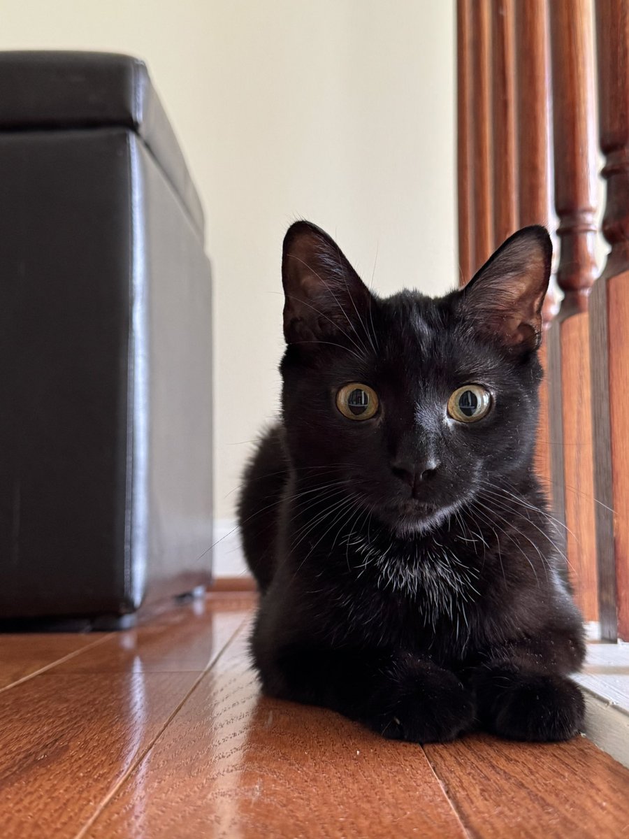 krilixe's tweet photo. Rowena My Baby Kitty https://t.co/DIVI0hVx5A
