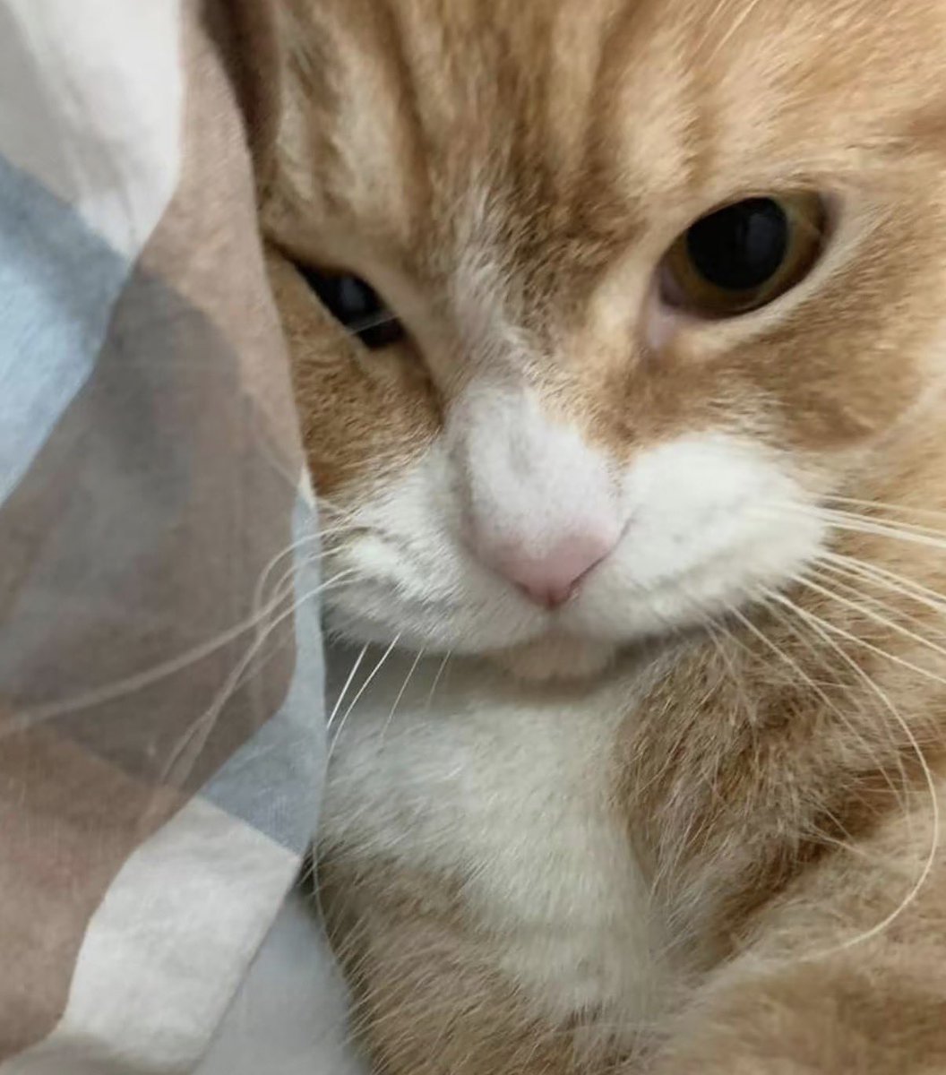 twaniimals's tweet photo. https://t.co/zupS0QFp3n
