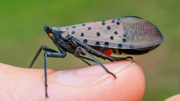 Swag_K1RBY's tweet photo. Just a reminder that for those on the east coast IF you see those insects. IMMEDIATELY STOMP THEM

They are invasive species that can Kill Plants and Trees and they are frequent this month and such. https://t.co/jYY16gY9GC