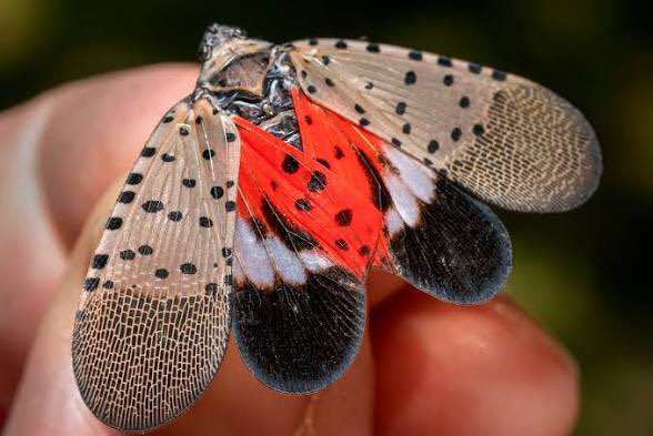 Swag_K1RBY's tweet photo. Just a reminder that for those on the east coast IF you see those insects. IMMEDIATELY STOMP THEM

They are invasive species that can Kill Plants and Trees and they are frequent this month and such. https://t.co/jYY16gY9GC