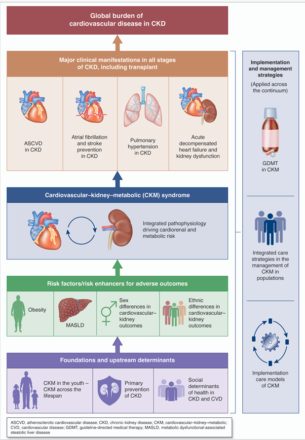 asnpublications's tweet photo. #ASNCJASN launches the Bridging Cardiovascular and Kidney Health Series, spotlighting the powerful heart-kidney connection, transformative CKD therapies, and opportunities to improve prevention, implementation, and patient outcomes. https://t.co/Z4xfZvFFBR https://t.co/psNLDhkY7v