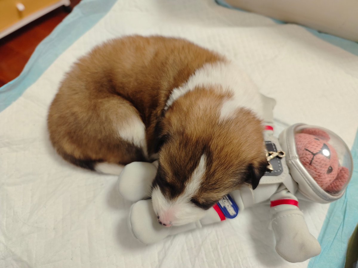 Fredy2001ro's tweet photo. My fur baby turned 6 months old today—gone are the tiny zoomies, now he’s a clumsy but super cuddly little teen pup who steals socks daily. https://t.co/roCtYKCUIJ
