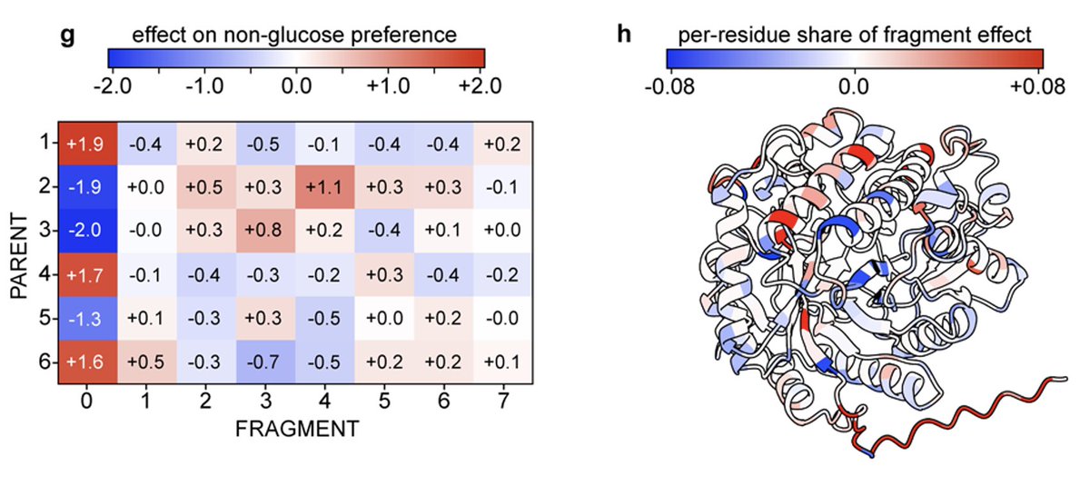 cobanbrooks's tweet photo. Aside from just producing engineered proteins, we can also use the collected data to generate mechanistic hypotheses about enzyme function -- we can look at the chimera fragments to see which ones had the largest effects on substrate preference and further decompose these into residue-level effects on the protein structure. 

[4c/n]