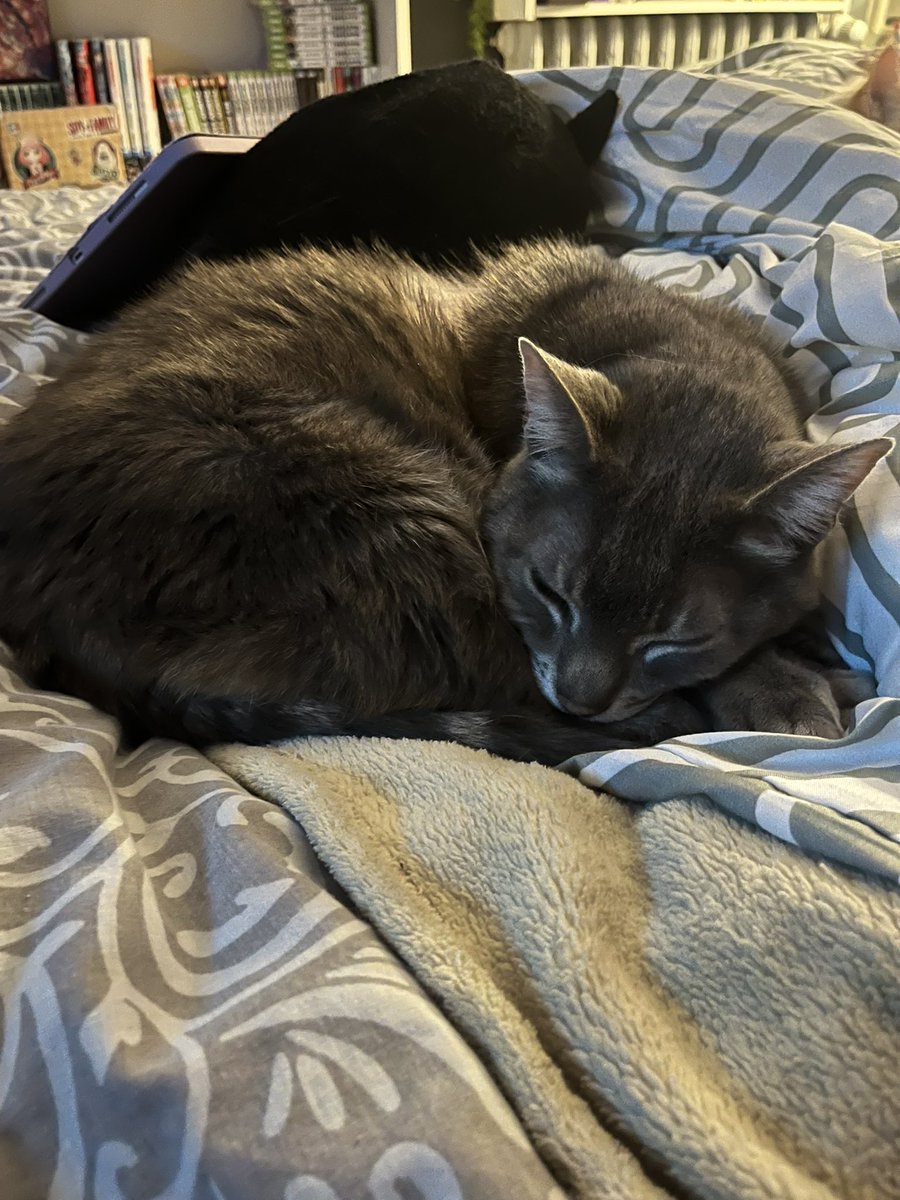 Luna35_79's tweet photo. @natsuumee C’est trop mignon, nos deux chats se ressemblent 🥺 https://t.co/Q0hDv6uRzR