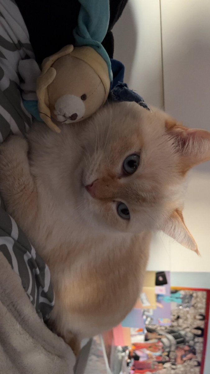 Luna35_79's tweet photo. @natsuumee C’est trop mignon, nos deux chats se ressemblent 🥺 https://t.co/Q0hDv6uRzR