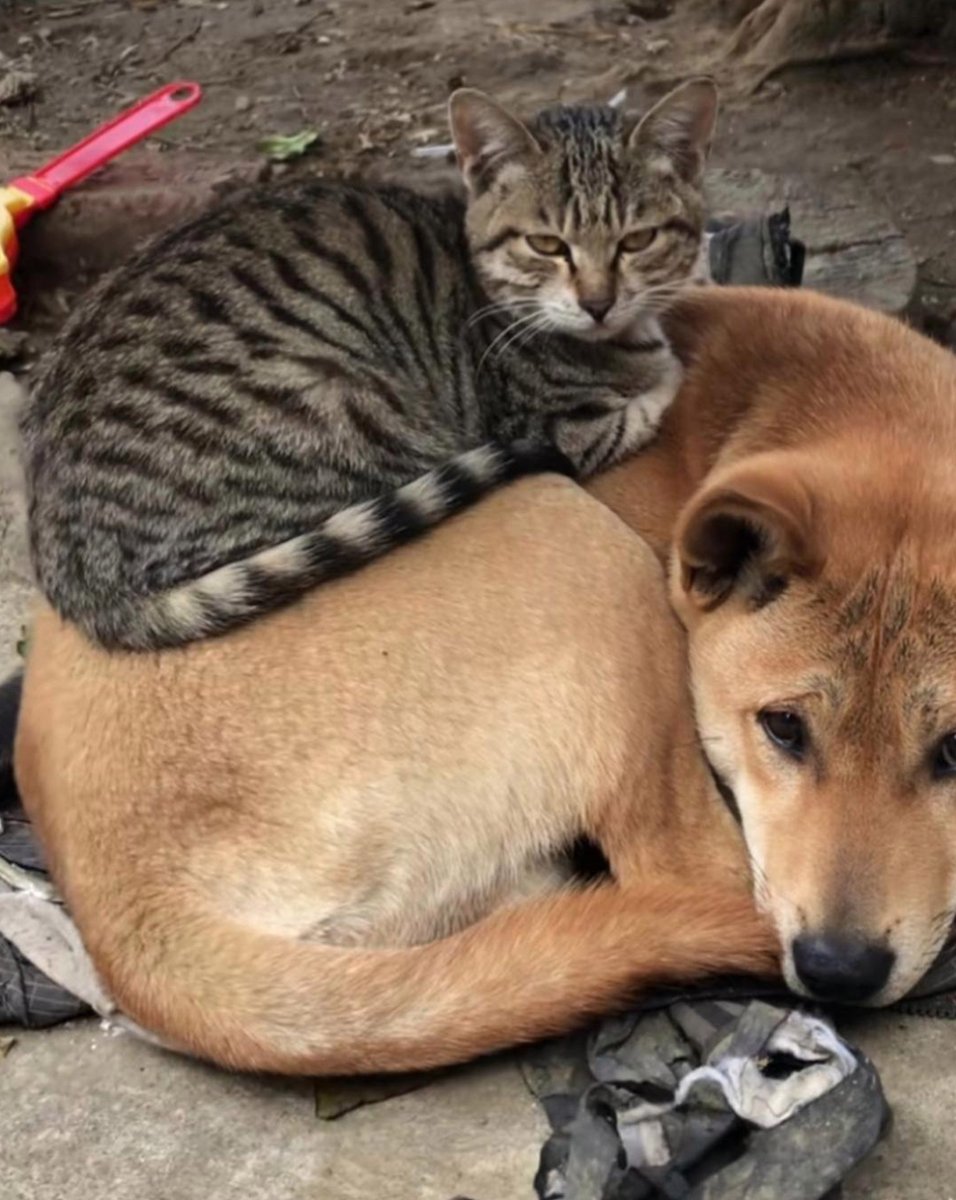 shiromwangi's tweet photo. Nothing beats coming home to a wagging tail and warm purrs—best part of every day! https://t.co/14ROBWbnsz