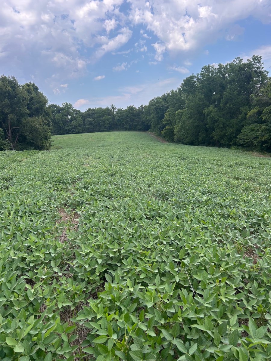 ConceptAgriTek's tweet photo. Three photos. Twenty-seven days. One Illinois soybean field.
Before Buck Barrier. Nine days after. Twenty-seven days after.
The difference? A protected canopy moving toward the finish line instead of a deer buffet.
#BuckBarrier #Soybeans #CropProtection #SeetheCADifference https://t.co/ovYIPKjFJt