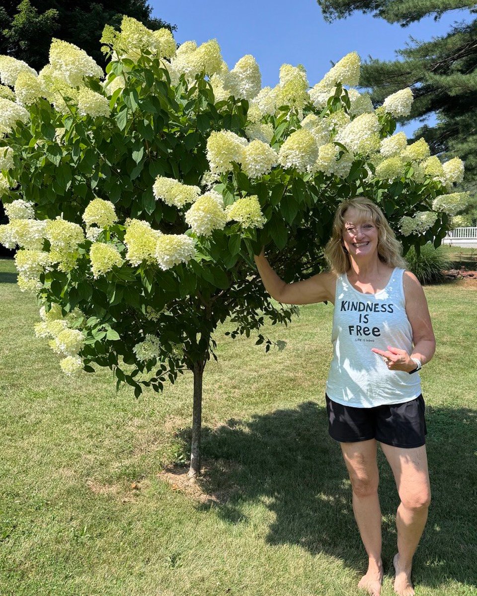 trees_dot_com's tweet photo. This Proven Winners® Limelight Hydrangea Tree was planted 4 years ago. 💚🌿

Originally 3-4 ft in size, this tree has grown into a stunning summer beauty. 

Get a Limelight Hydrangea tree delivered → https://t.co/vdi9MGLMkG https://t.co/fQJ5hNJXPe