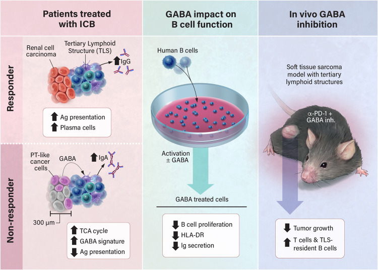 Cancer_Cell's tweet photo. Your neighbors matter: Adjacent cancer cells dampen TLS function https://t.co/ENvd06LAR2 https://t.co/HSIHjVgW0A