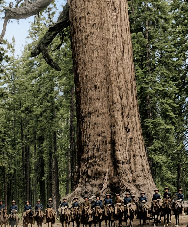 FirdesUgo's tweet photo. @EchoesofWarYT "Grizzly Giant" https://t.co/5dSr8b54NC