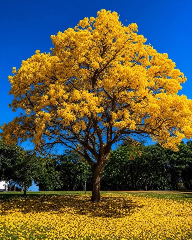 Kau265404765474's tweet photo. Se sua vida está indo mau, seja como uma ipê amarela.

Mesmos nos tempos secos ela ainda continua crescendo e florescendo. https://t.co/EJVNwPs1XR