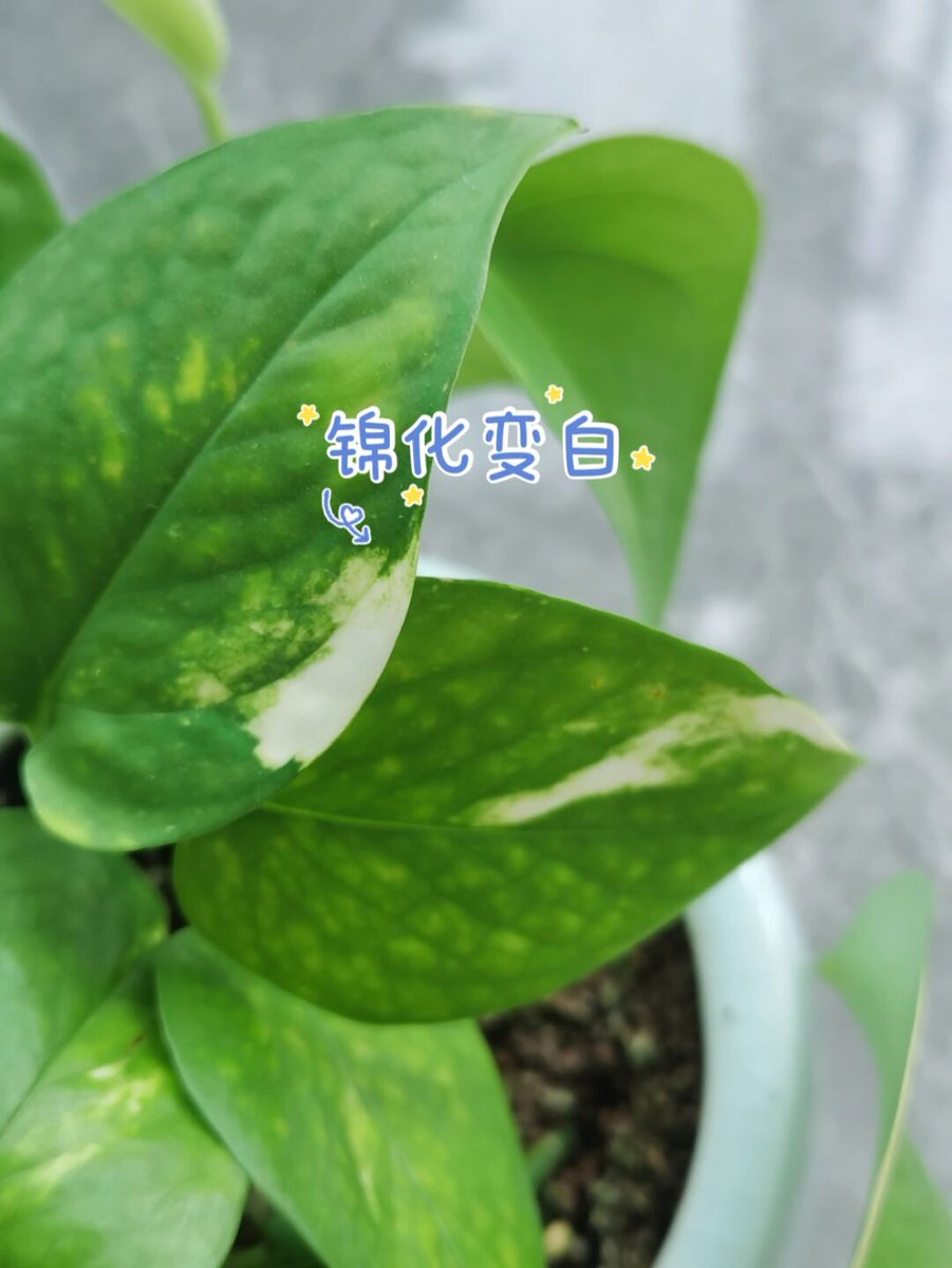 mayoussier2's tweet photo. Keep your pothos happy by watering when the top 2 inches of soil dry out u0026 placing it in bright, indirect light! No black thumb needed https://t.co/tXoPGQ9CCN
