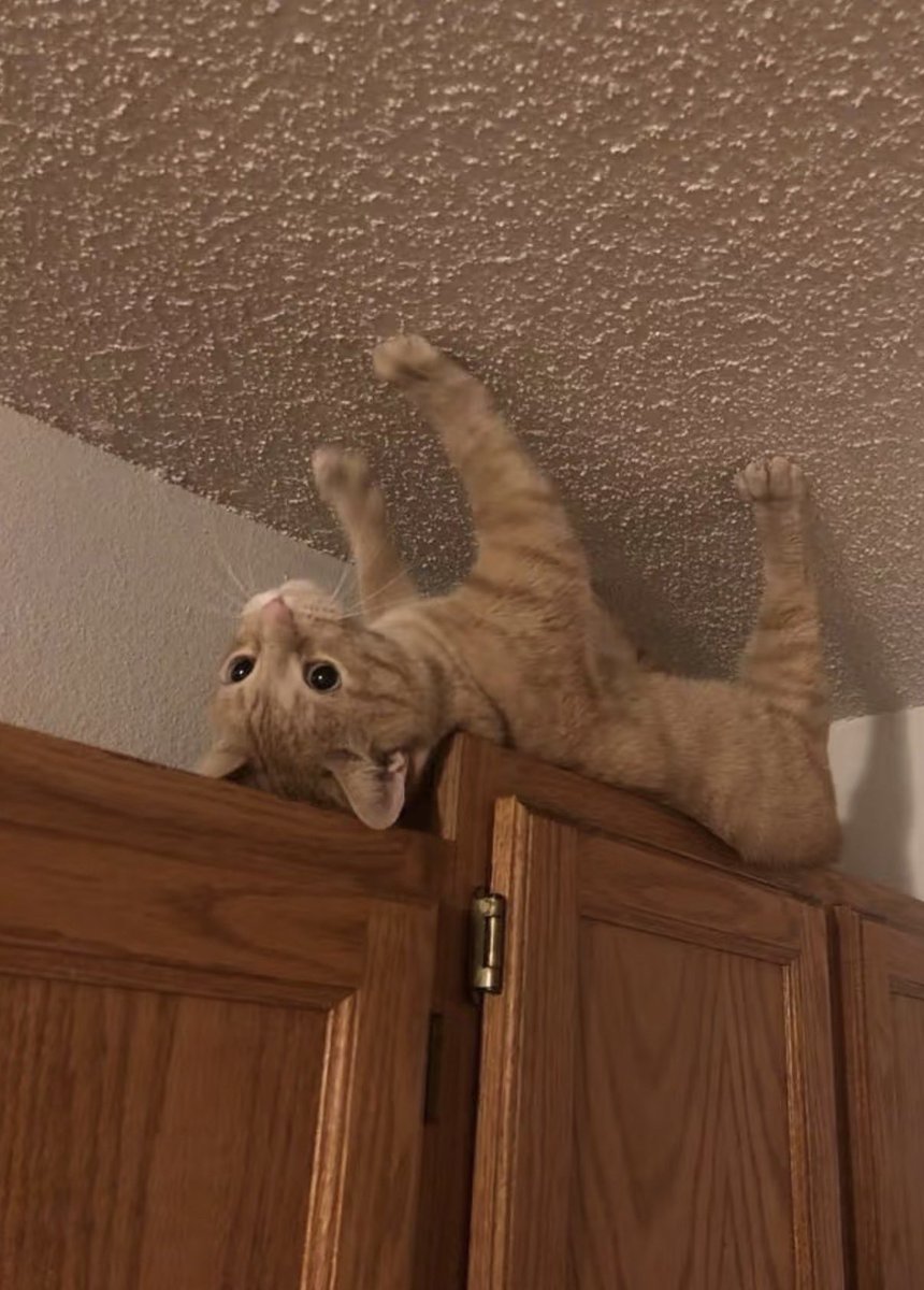 twaniimals tweet picture