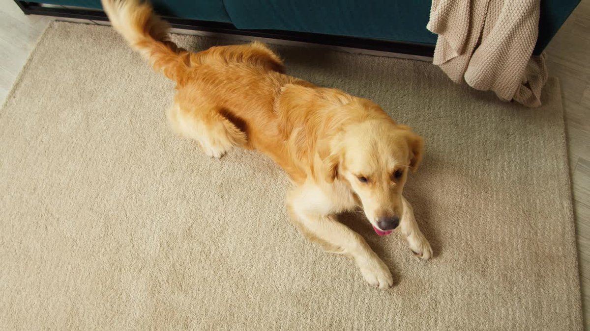 J___Gamer's tweet photo. [My golden retriever's daily greeting at the door = my favorite morning boost.  #PetLove] https://t.co/rFJi5fW4GA