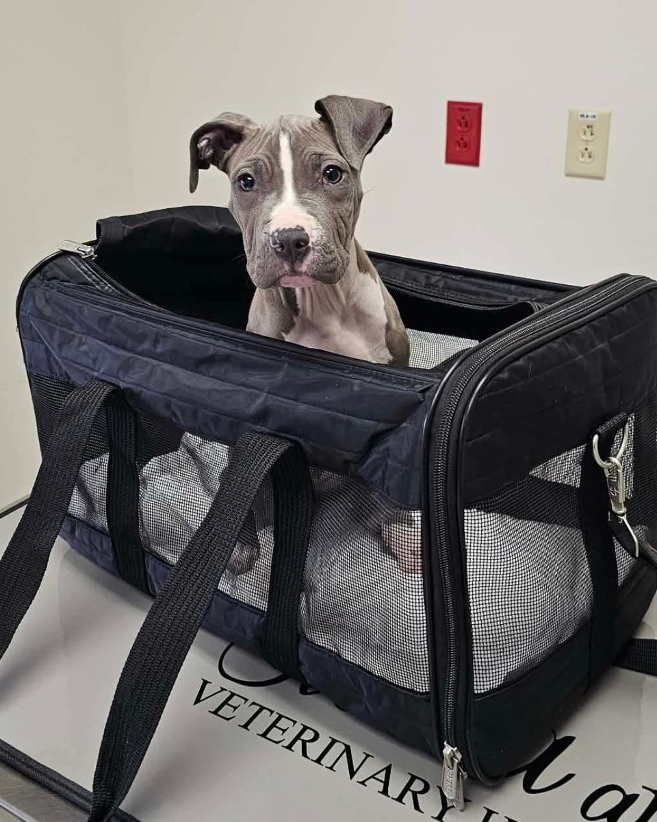 15outof10's tweet photo. Tokyo was adopted! Thanks to you, we sponsored the care she needed after developing a complication from parvovirus. She has since beat parvo, fully recovered, and completed her journey with a spay surgery. After that, the only thing left on her list was finding a home… check ❤️‍🩹 https://t.co/fXGzY8ZLto