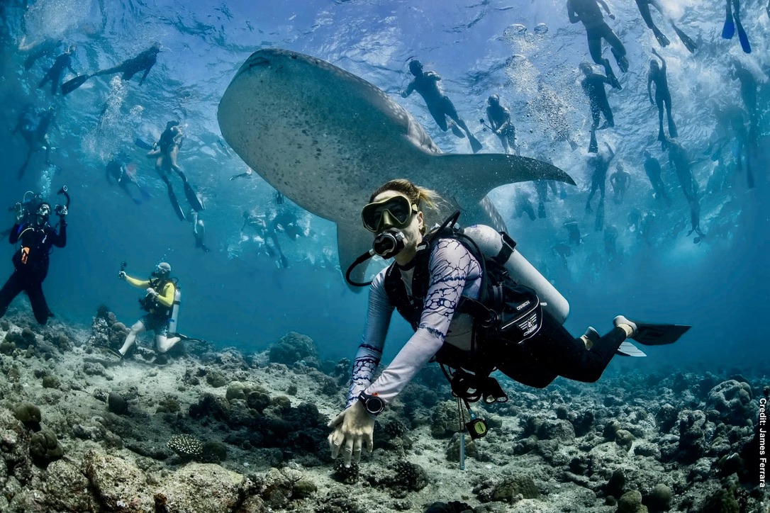 DrTOMontgomery's tweet photo. Fifty tourists surround an endangered whale shark.

It's all day, every day, swarming, touching, disturbing—who cares about the impact—preventing feeding, proven stress and increasing boat strikes.

Report from a dive instructor in 🧵 https://t.co/SONLz9OFXY