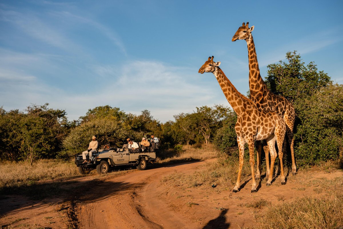 AnAfricanSafari's tweet photo. In the Kruger, nature always sets the pace.

A pair of giraffes crossing the track transforms a game drive into an unforgettable encounter. 🦒

#KrugerSafari #AfricanSafariGroup #AfricanSafari #LuxurySafari https://t.co/YQHQMrqdUD