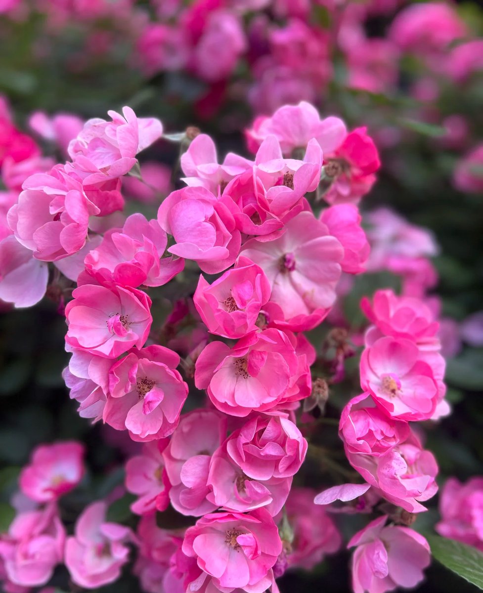 fujitelhon's tweet photo. Shared a warm breakfast and strolled the petal-lined alley after work today—small days, big love is exactly what I need.， https://t.co/0ucVgmmN2X