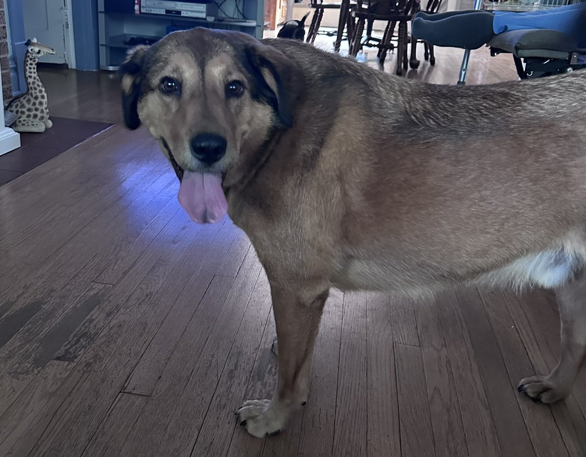 Snake9911Snake's tweet photo. Mom said Benny is such a good boy, mom spilled some kibble and Benny cleaned it up. Without even being asked! #XDogs #DogsOfTwitter https://t.co/WitntUve1W