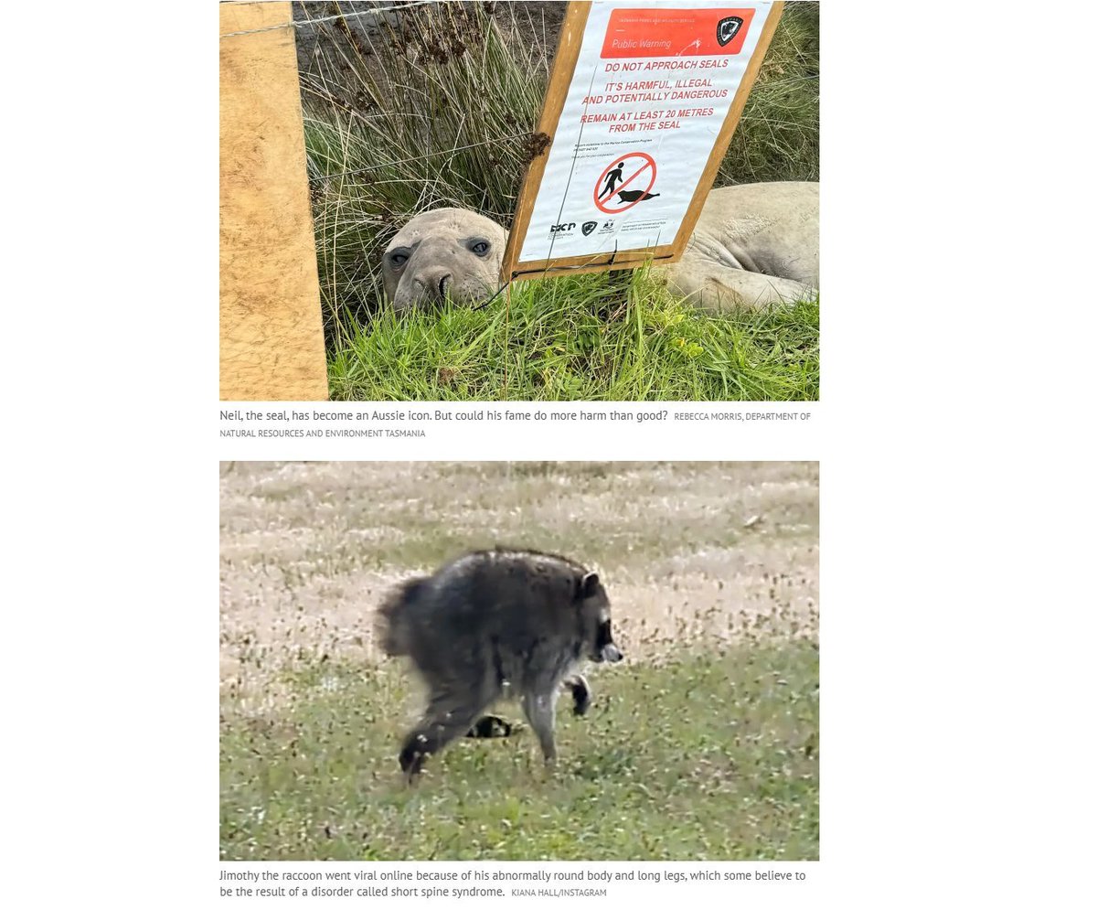 DarthMiual's tweet photo. Werner Herzog just found the next Nietzschean Penguin in an upcoming documentary compared to viral animals like Jimothy the Raccoon and Neil the Seal  it follows an unnamed “Nuisance Bear” navigating a world increasingly taken over by humans  the film already won the Werner. https://t.co/50Yzus6t5H