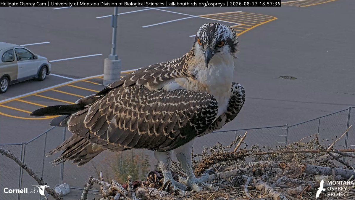 HellgateOsprey's tweet photo. 18:56, 8/17  Our beautiful Wensi. #HellgateOsprey https://t.co/ZyWLxnViRe